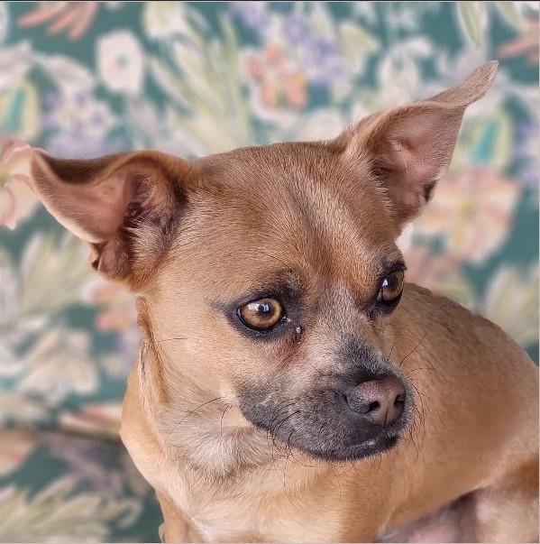 Enlarge Alfonso, a Adoptable mixed breed in Tucson, AZ image 1/1