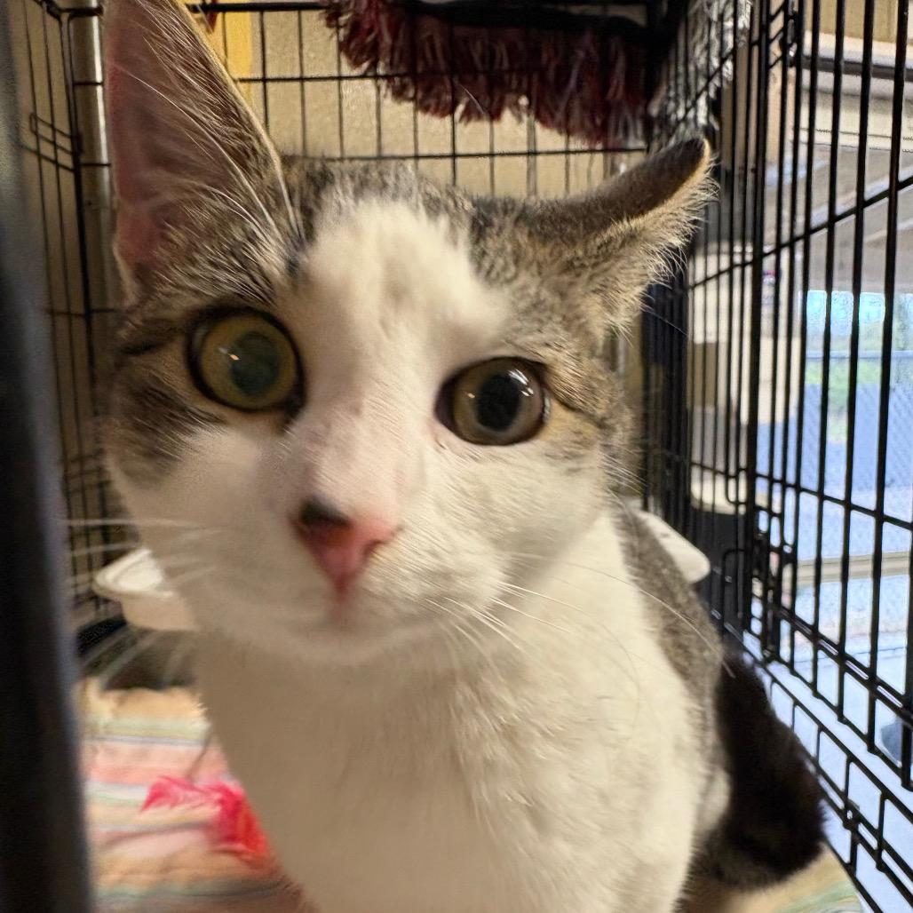 Fruitcake, Adoptable, Young Female Domestic Short Hair.