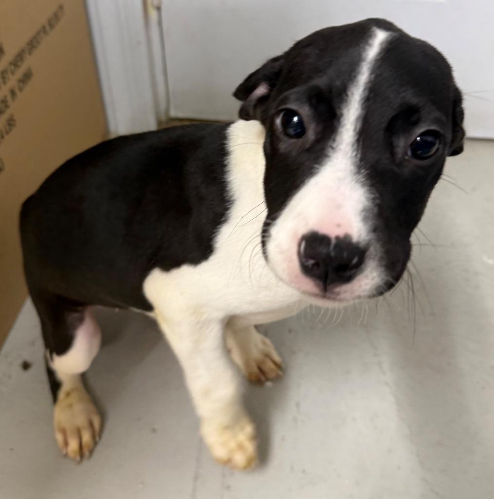 Hollow, Adoptable, Puppy Female Mixed Breed.