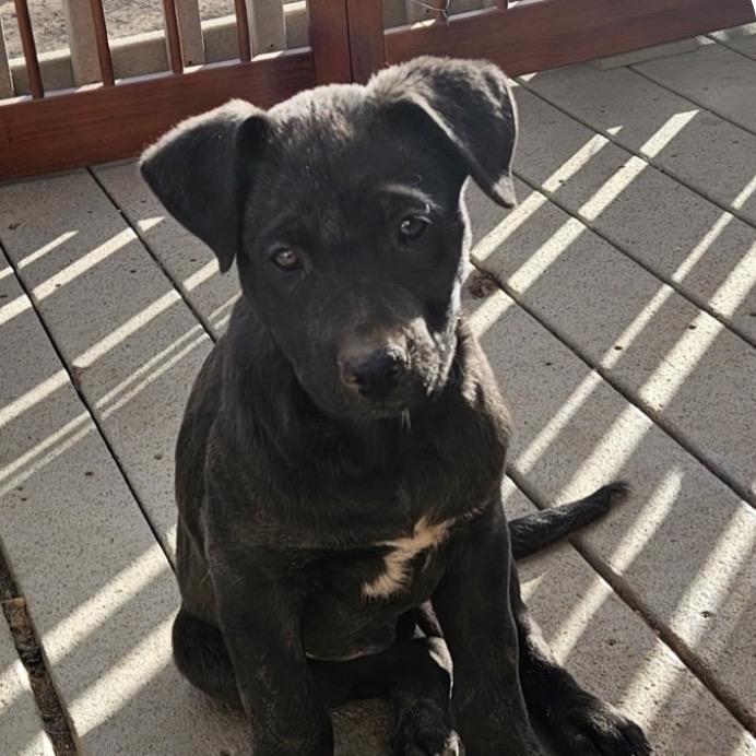 (Queen) We Will Rock You, Adoptable, Puppy Male German Shepherd Dog.