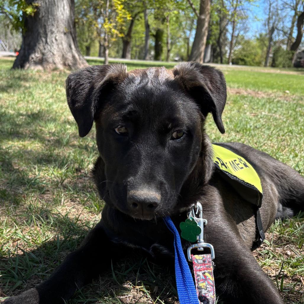 (Queen) We Will Rock You, a Adoptable mixed breed in Lakewood, CO image 2/4