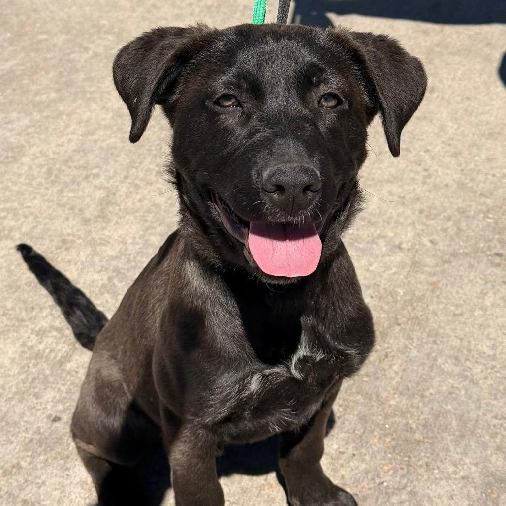 Enlarge (Queen) We Will Rock You, a Adoptable mixed breed in Lakewood, CO image 2/2