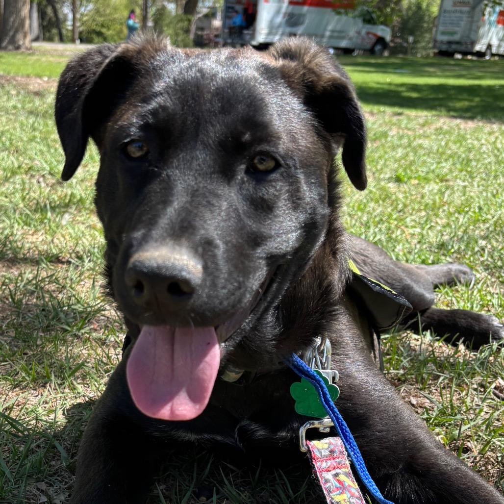 (Queen) We Will Rock You, a Adoptable mixed breed in Lakewood, CO image 4/4