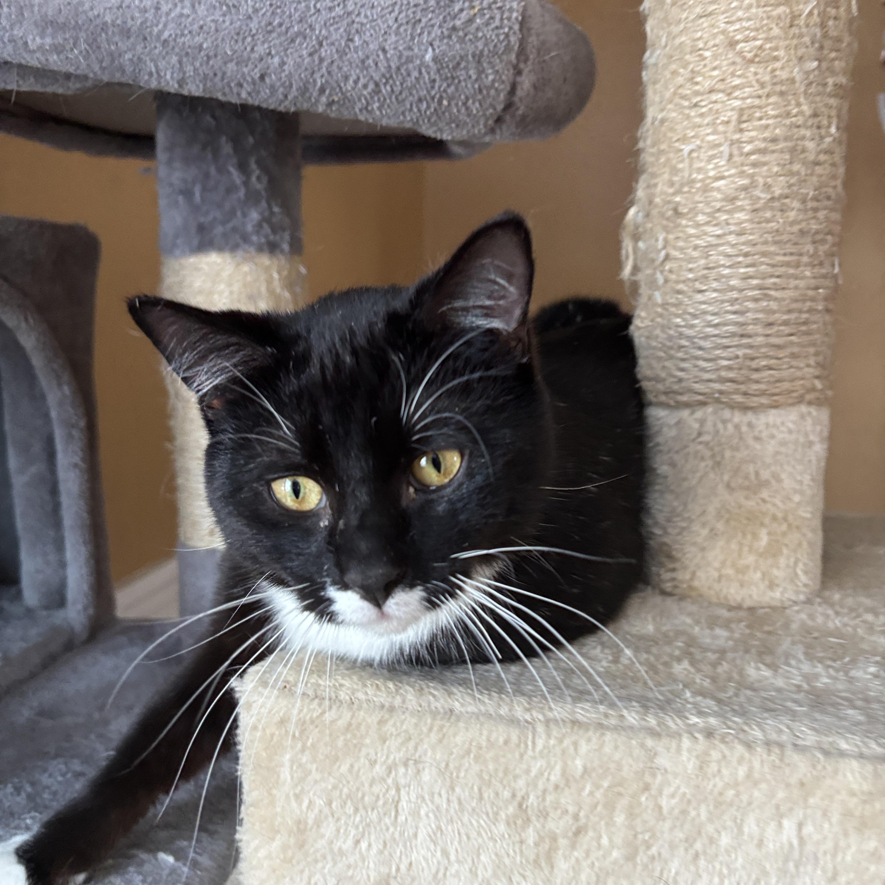 JoJo, adoptable, Kitten Male Tuxedo.