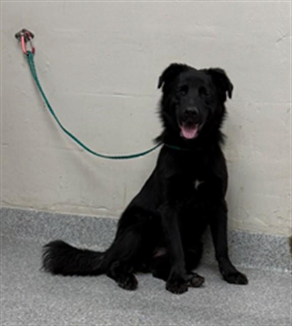 MILLIE, Adoptable, Young Female Flat-Coated Retriever & Mixed Breed.