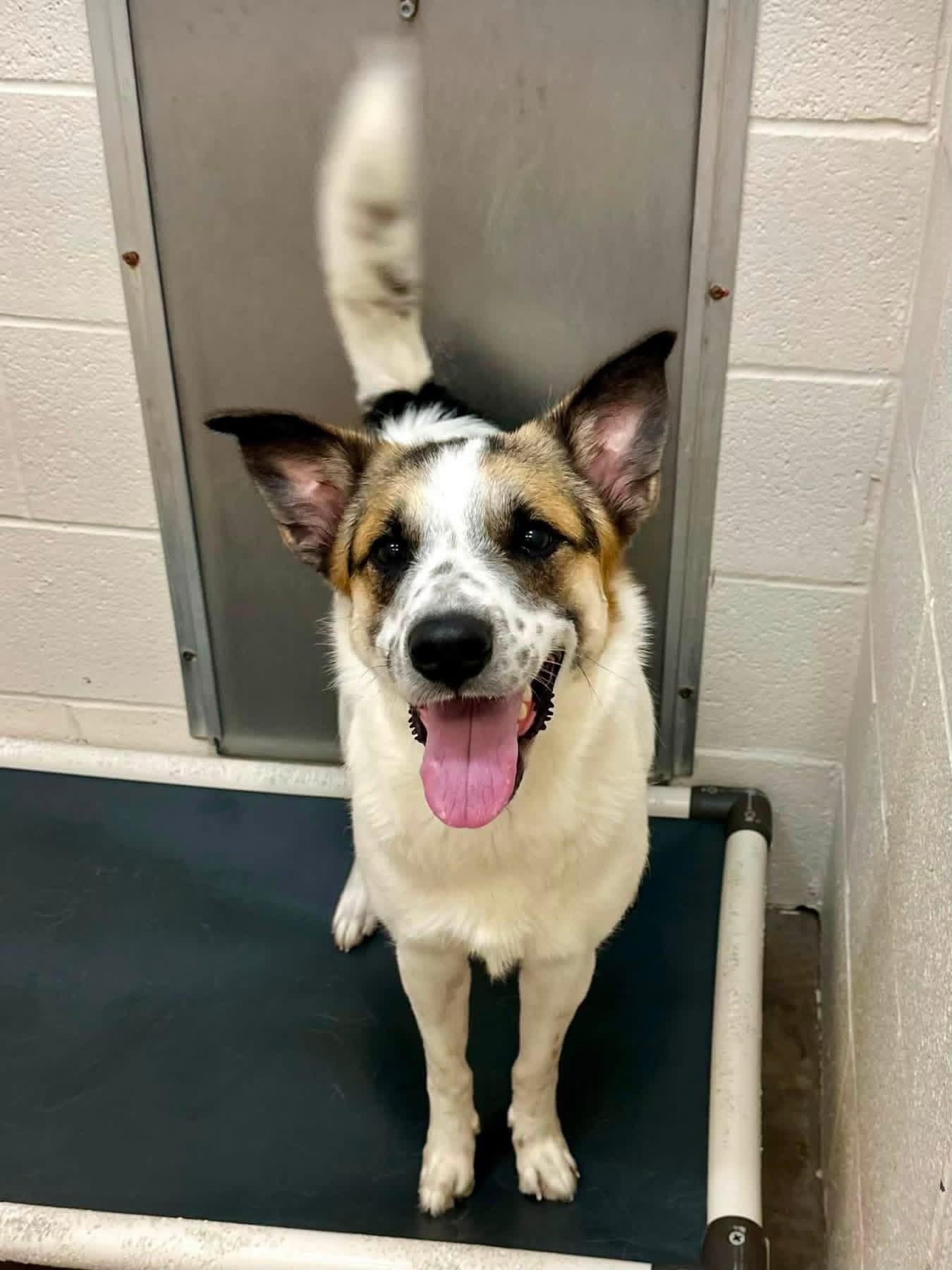 Enlarge Stinger, a ADOPTABLE mixed breed in Sherman, TX image 1/2