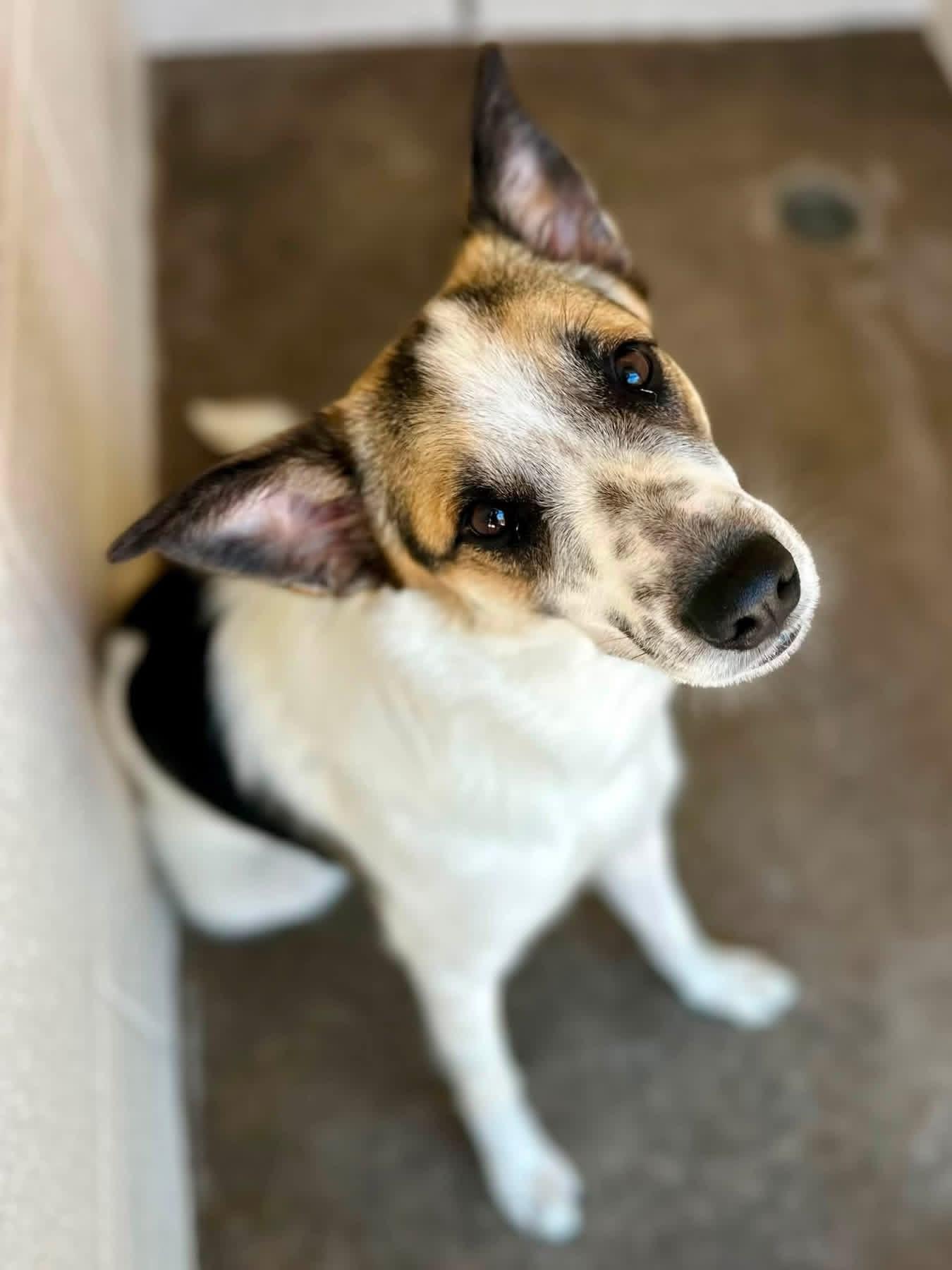 Enlarge Stinger, a ADOPTABLE mixed breed in Sherman, TX image 2/2