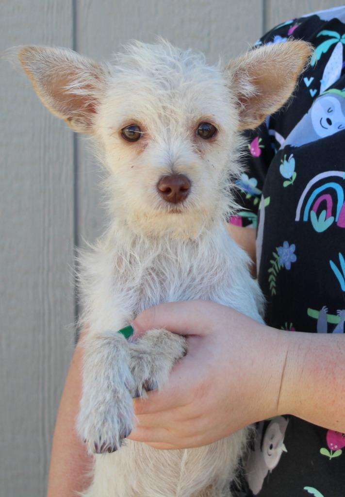 Romeo, Adoptable, Puppy Male Terrier & Mixed Breed.