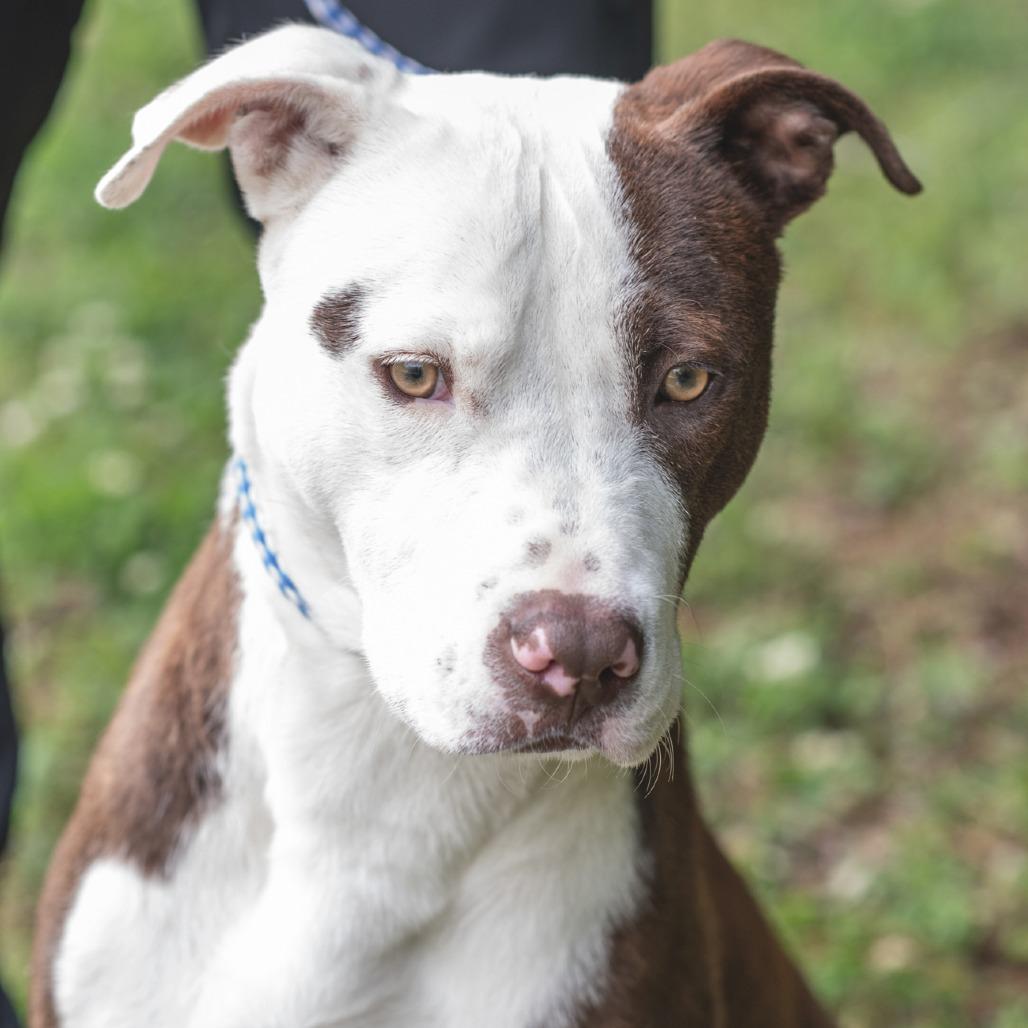 CORNELIUS-30623, a Adoptable Pit Bull Terrier in Bartlett, TN image 1/2