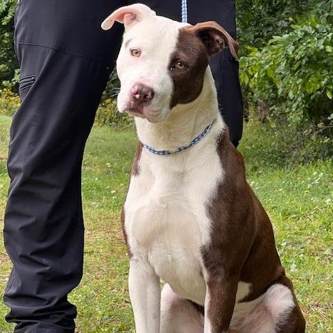 CORNELIUS-30623, a Adoptable Pit Bull Terrier in Bartlett, TN image 2/2
