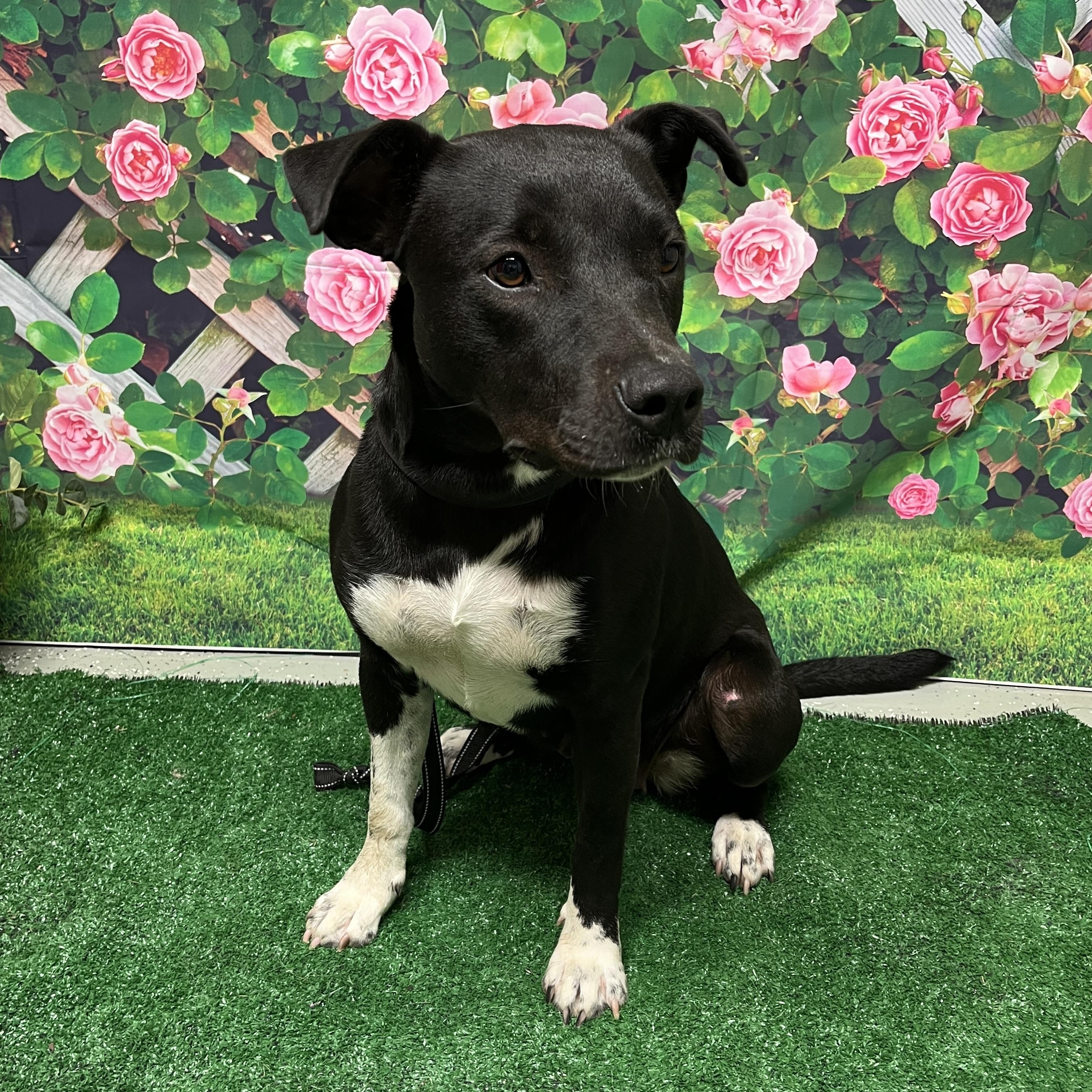 URGENT Sonic, Young Female Mixed Breed