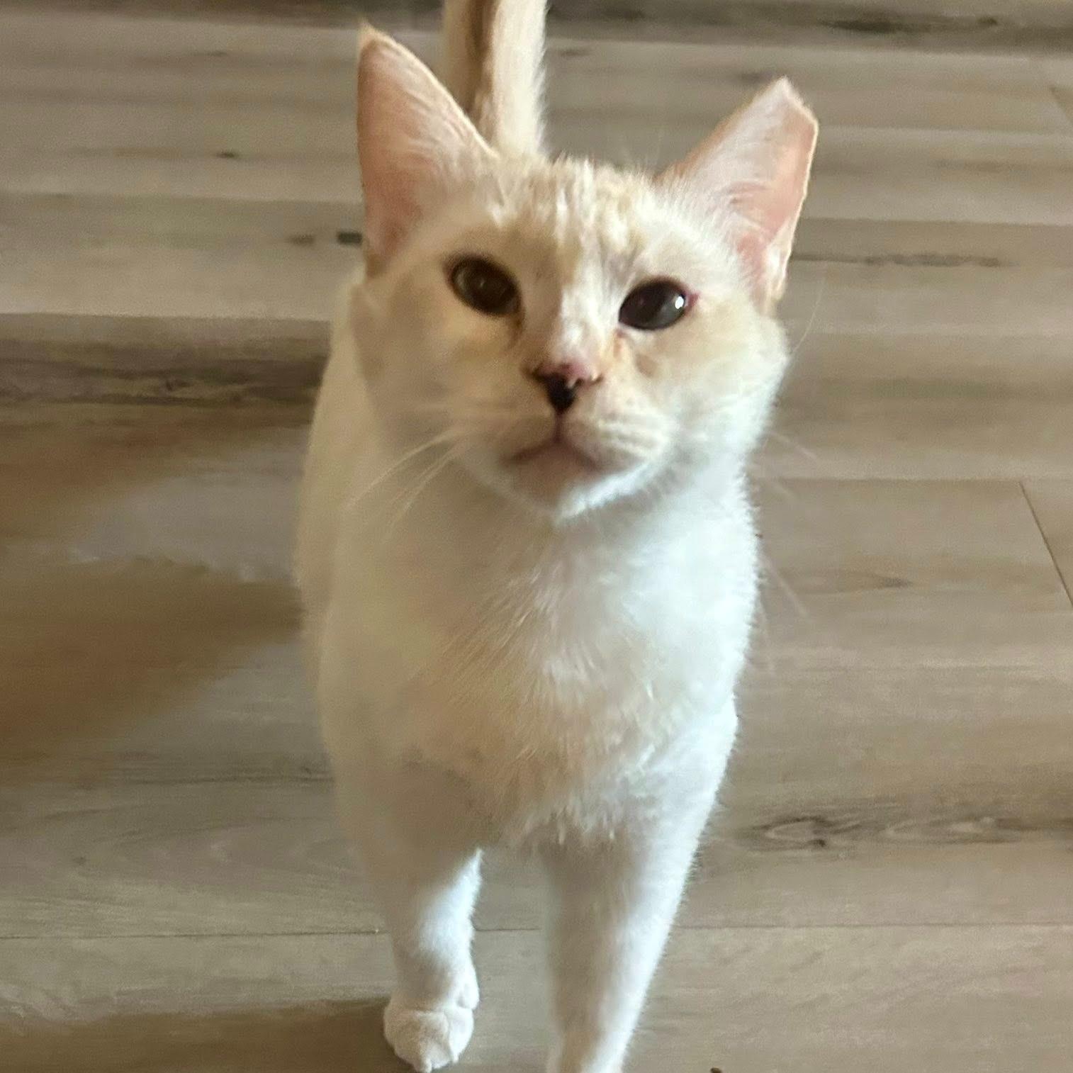 Enlarge Gillie (Bonded with Sally), a ADOPTABLE Domestic Short Hair in Queen Creek, AZ image 2/4