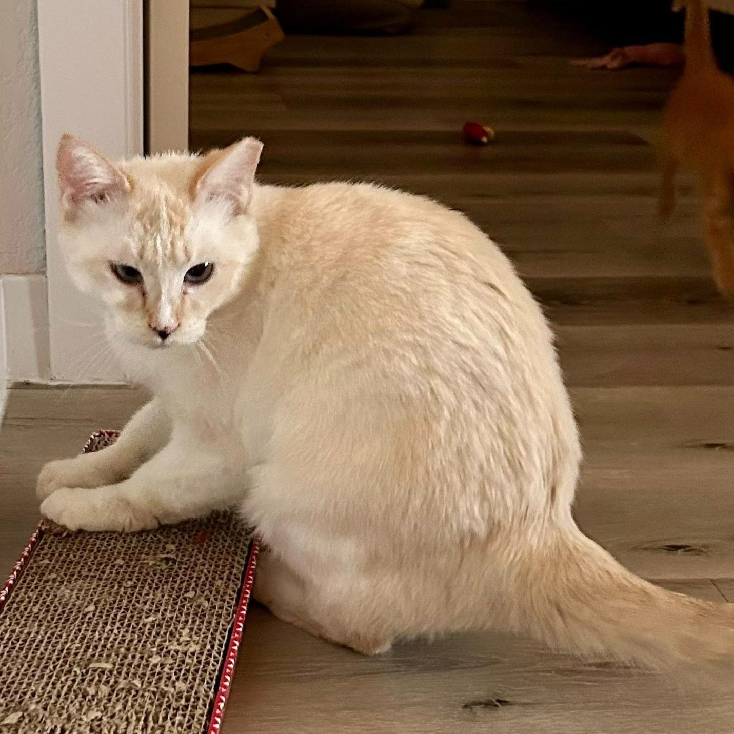 Enlarge Gillie (Bonded with Sally), a ADOPTABLE Domestic Short Hair in Queen Creek, AZ image 4/4