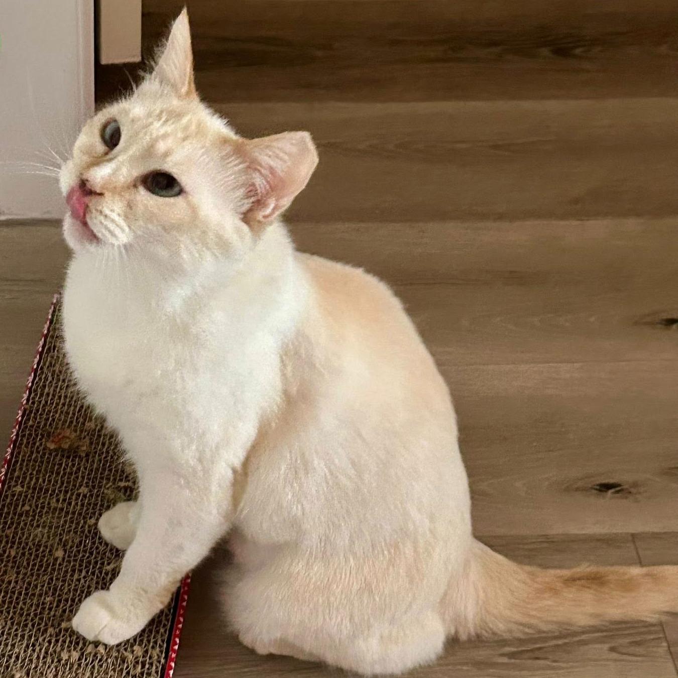 Enlarge Gillie (Bonded with Sally), a ADOPTABLE Domestic Short Hair in Queen Creek, AZ image 3/4
