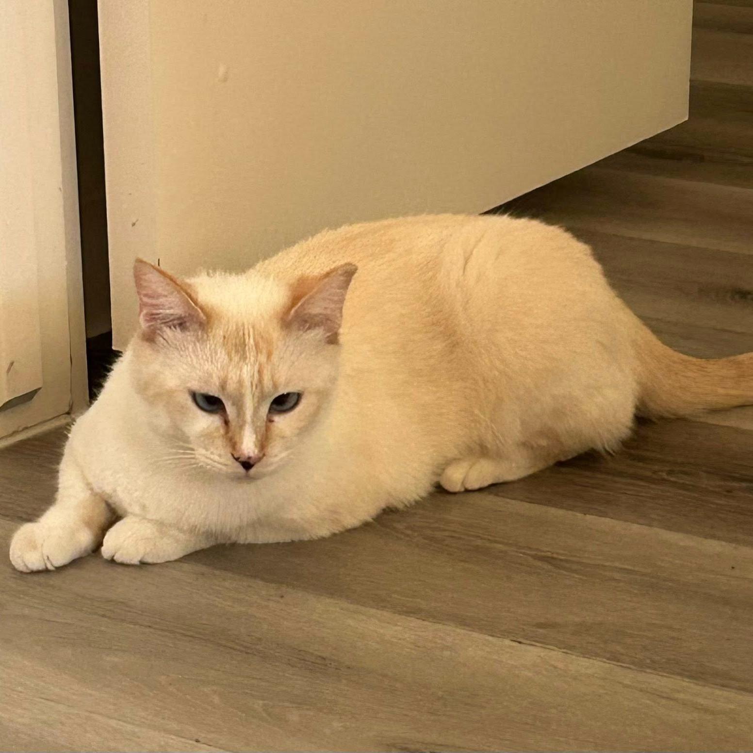 Enlarge Gillie (Bonded with Sally), a ADOPTABLE Domestic Short Hair in Queen Creek, AZ image 1/4