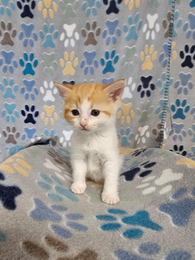 Enlarge Sunset, a Adoptable mixed breed in Wabash, IN image 1/3