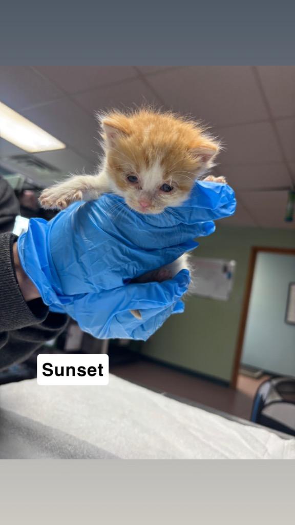 Enlarge Sunset, a Adoptable mixed breed in Wabash, IN image 3/3