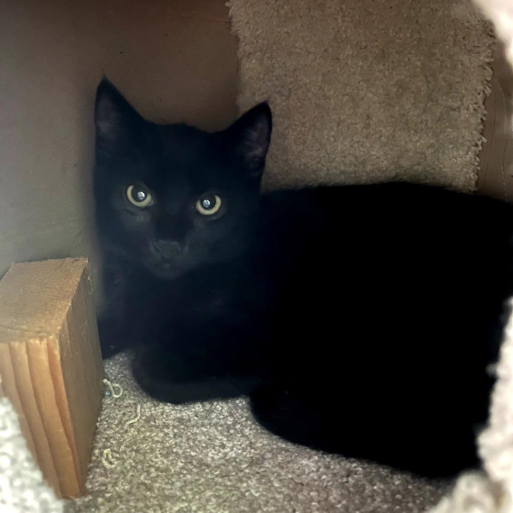 Rocky, Adoptable, Kitten Male Domestic Short Hair.