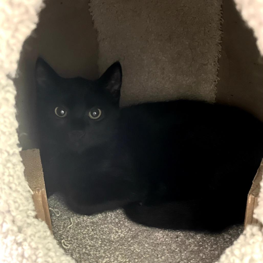 Enlarge Rocky, a Adoptable Domestic Short Hair in FAIRWAY, KS image 2/2