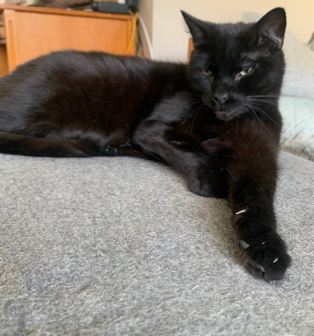 Nitro, a Adoptable Domestic Short Hair in Port Jefferson Station, NY image 1/2