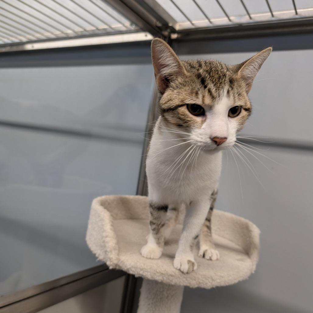 Earth Worm, a ADOPTABLE Domestic Short Hair in Cape Girardeau, MO image 3/3