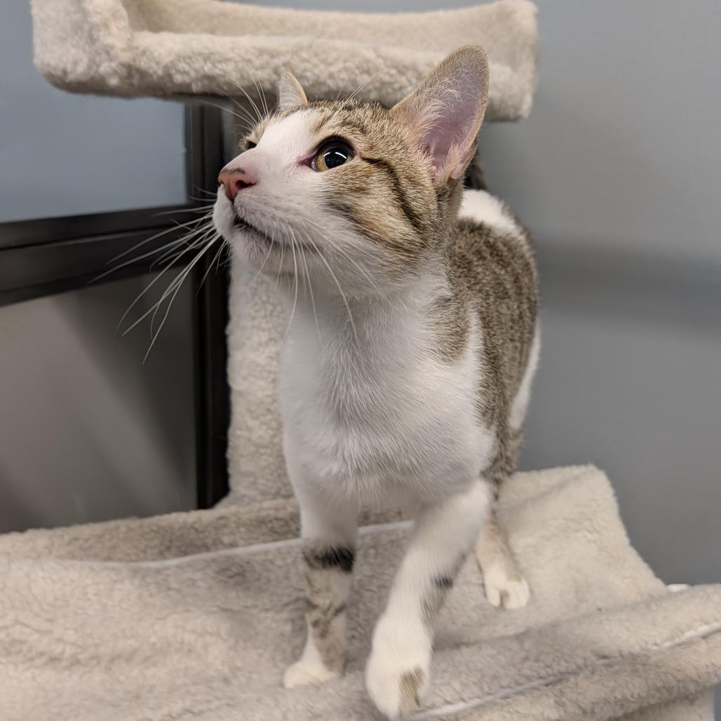 Earth Worm, a ADOPTABLE Domestic Short Hair in Cape Girardeau, MO image 2/3