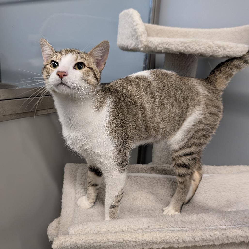 Earth Worm, a ADOPTABLE Domestic Short Hair in Cape Girardeau, MO image 1/3