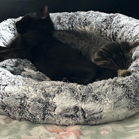 PANTHER, a Adoptable mixed breed in Niagara on the Lake, ON image 2/2