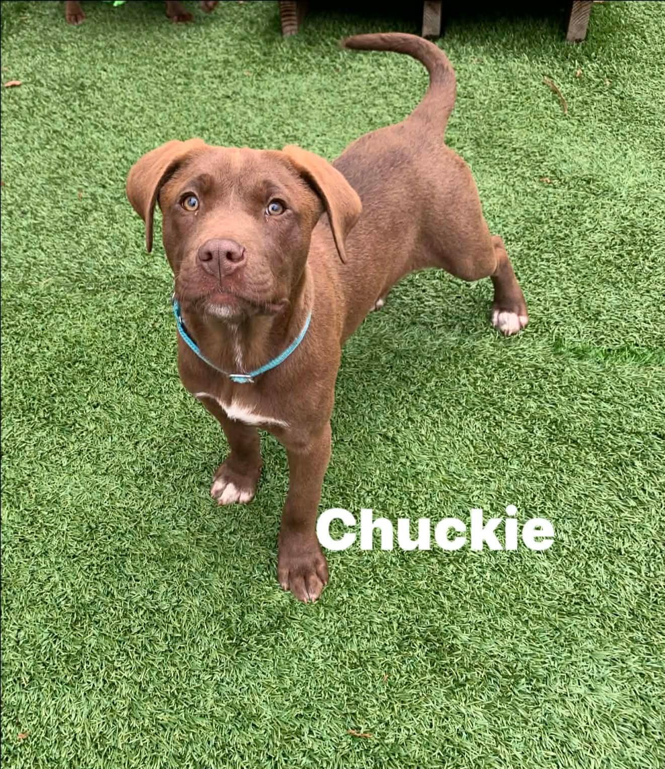 Enlarge Chuckie , a ADOPTABLE mixed breed in Douglas, MA image 1/4
