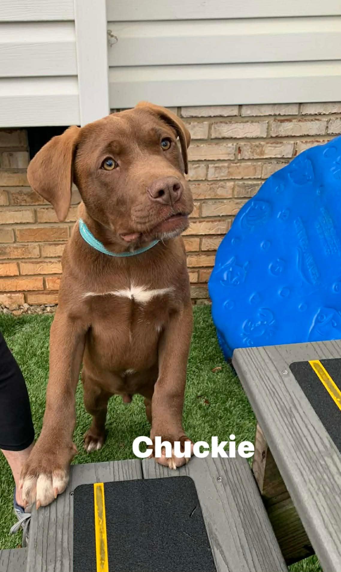 Enlarge Chuckie , a ADOPTABLE mixed breed in Douglas, MA image 3/4