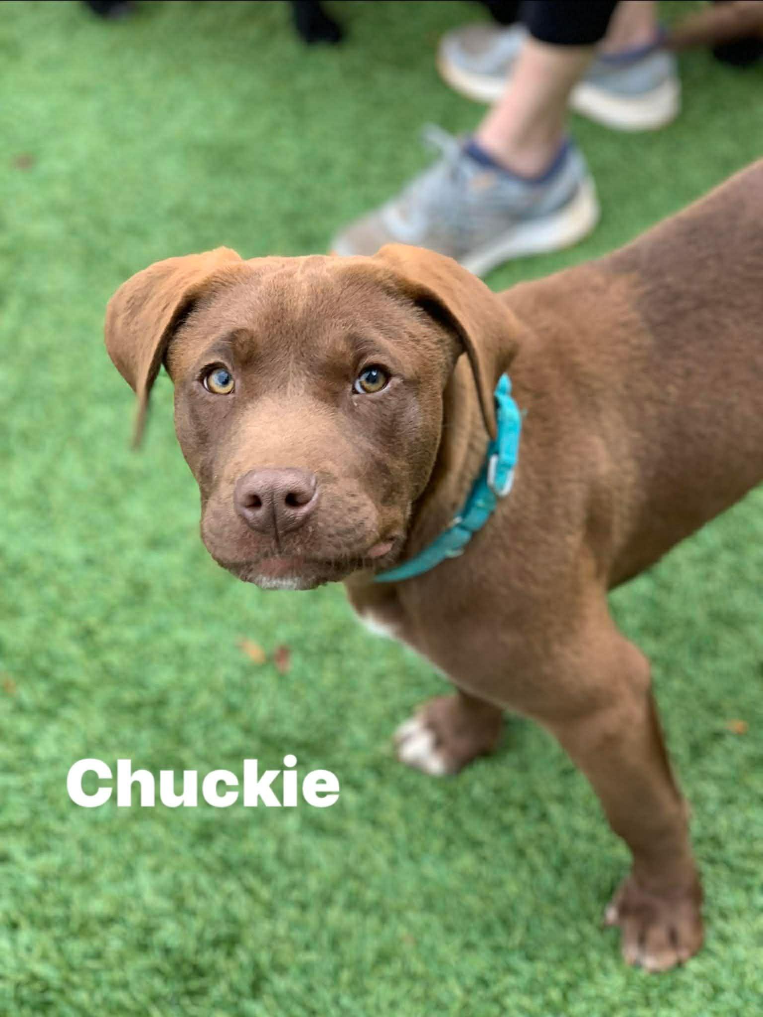 Enlarge Chuckie , a ADOPTABLE mixed breed in Douglas, MA image 4/4