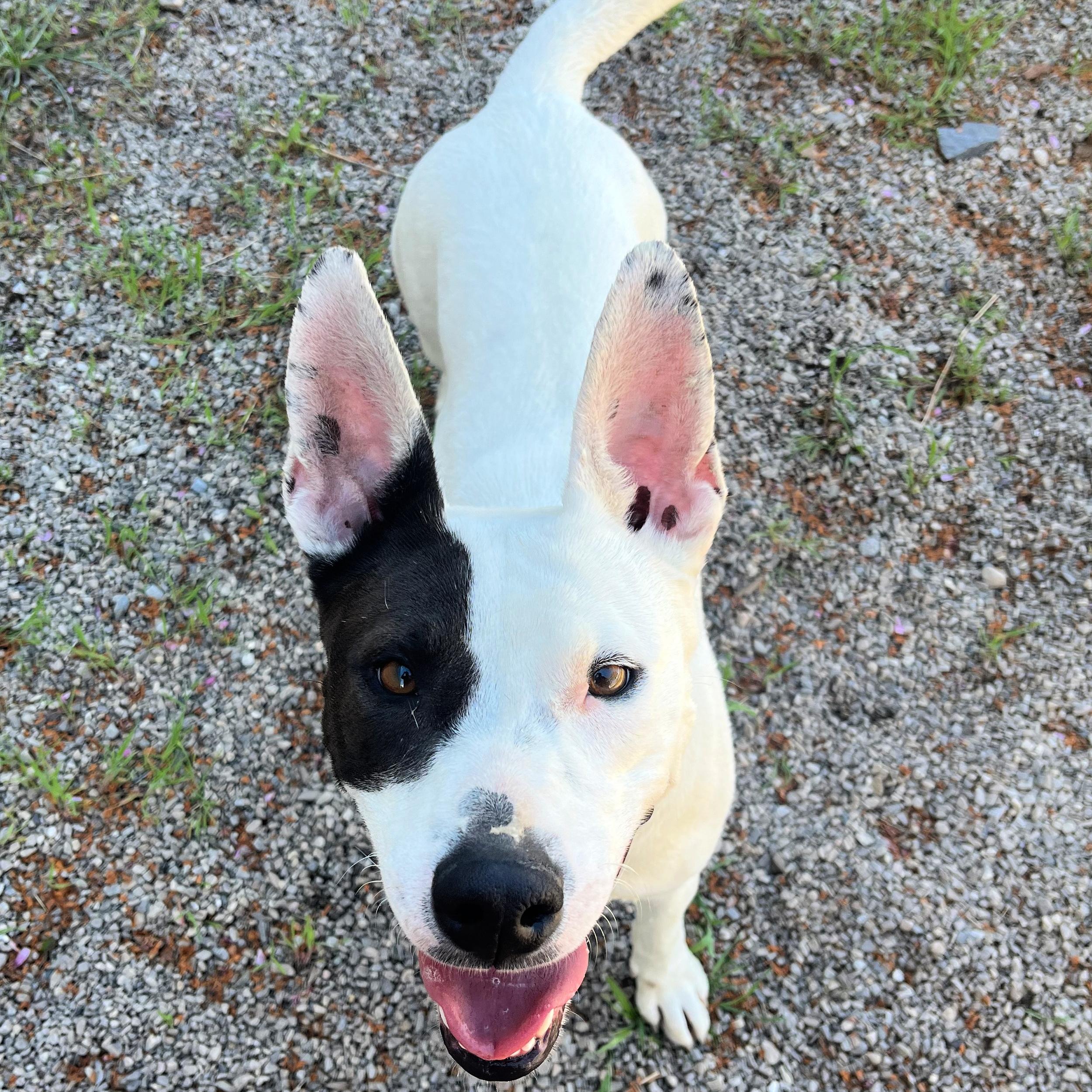 Enlarge Narcissa, a ADOPTABLE mixed breed in Lindon, UT image 3/6