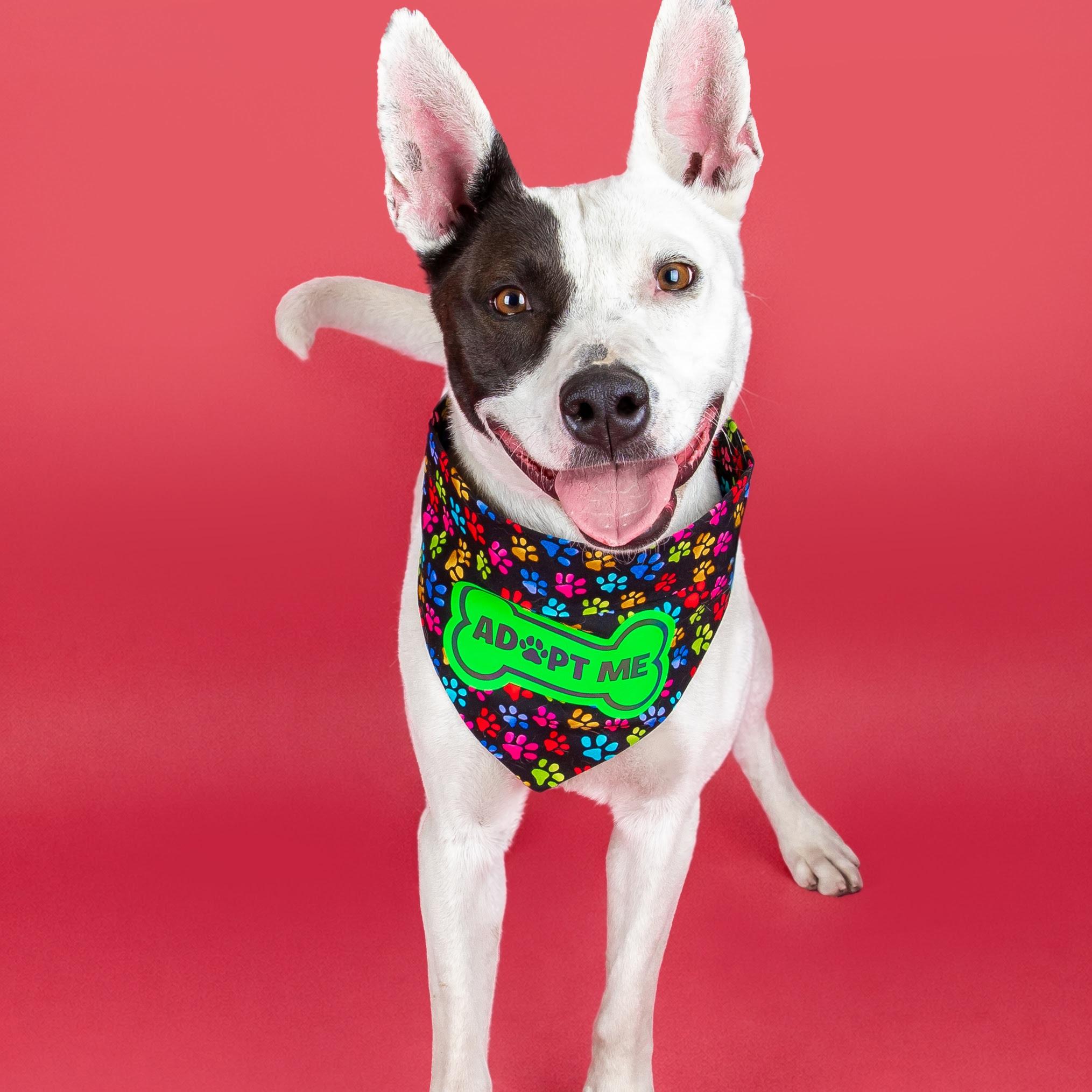 Enlarge Narcissa, a ADOPTABLE mixed breed in Lindon, UT image 1/6