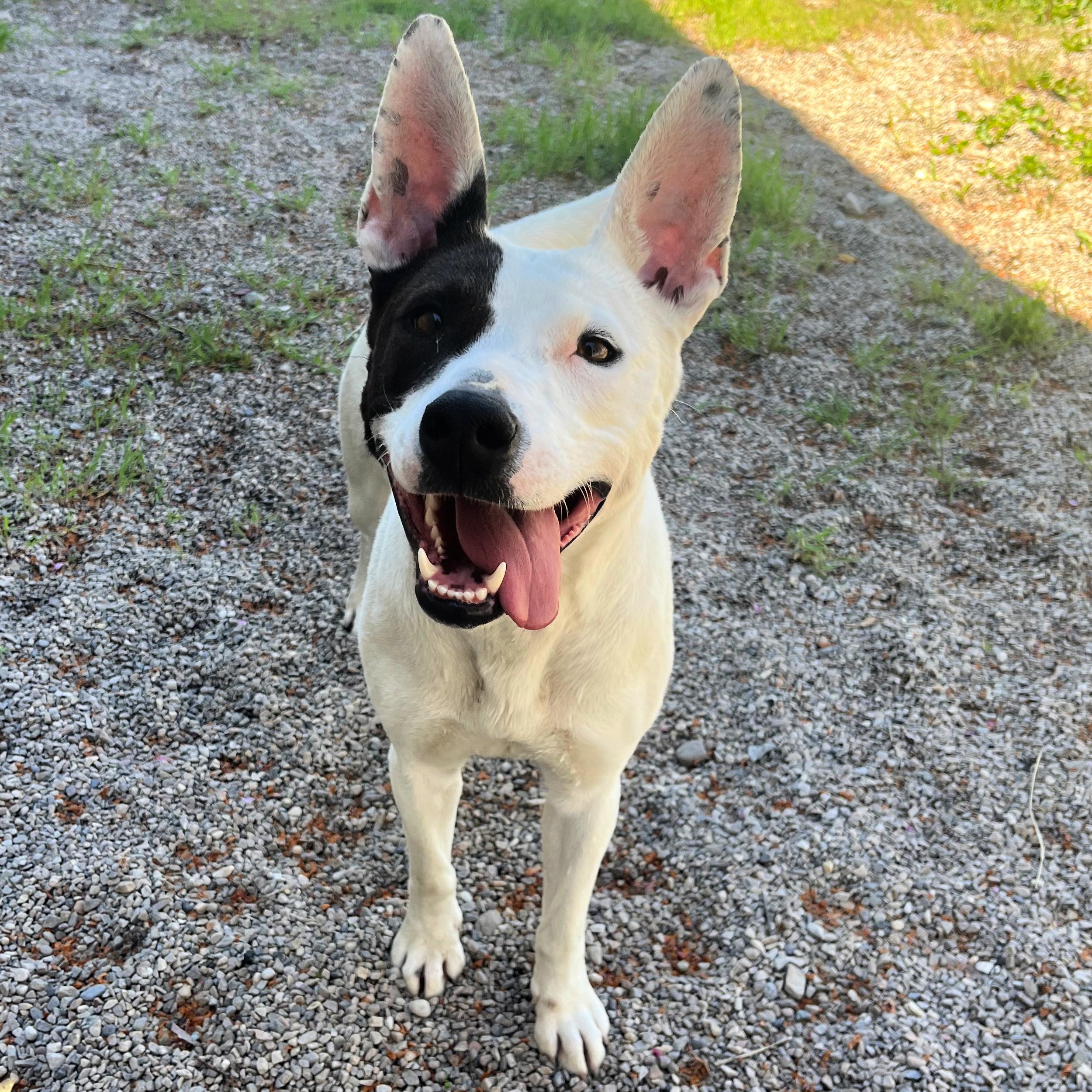Enlarge Narcissa, a ADOPTABLE mixed breed in Lindon, UT image 4/6
