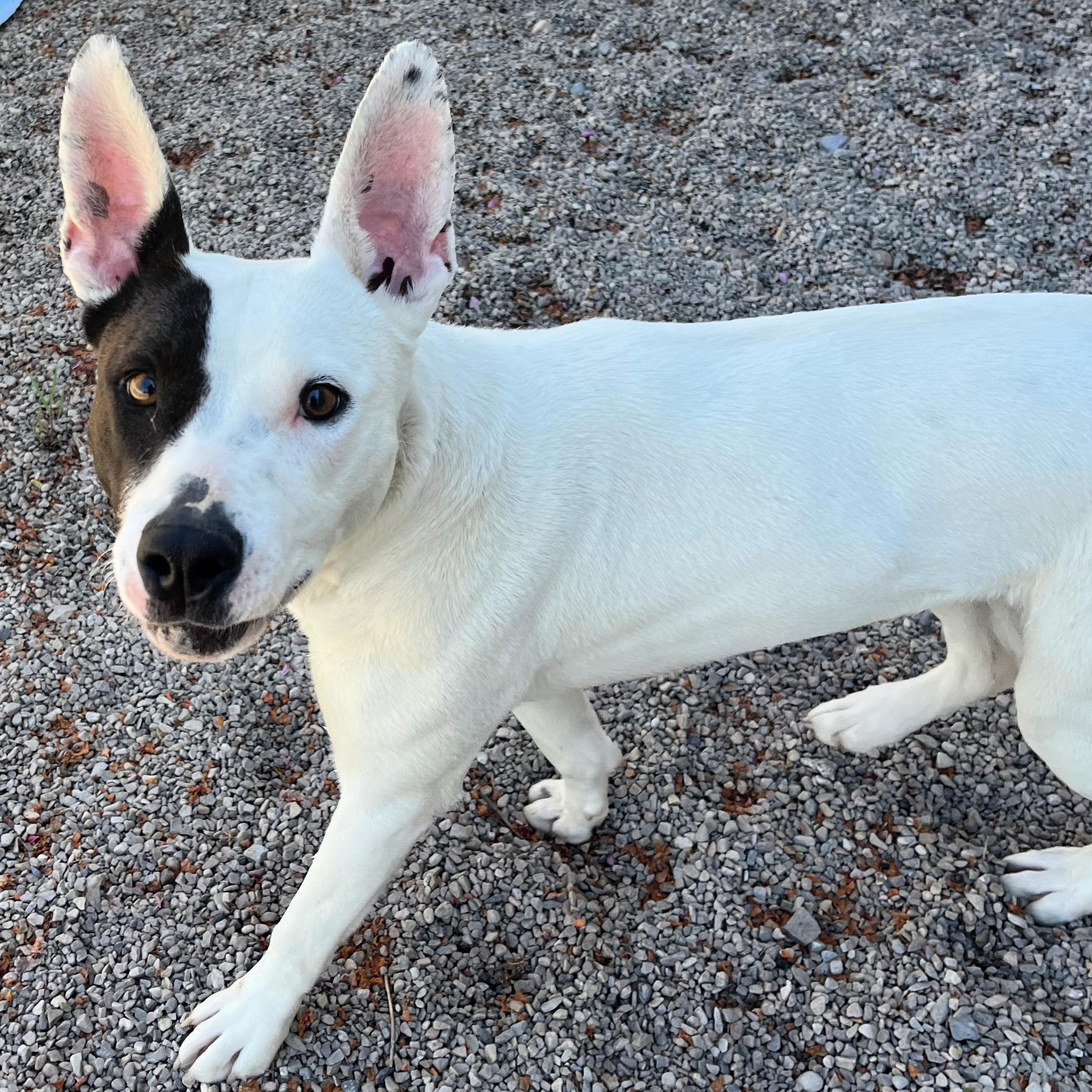 Enlarge Narcissa, a ADOPTABLE mixed breed in Lindon, UT image 2/6