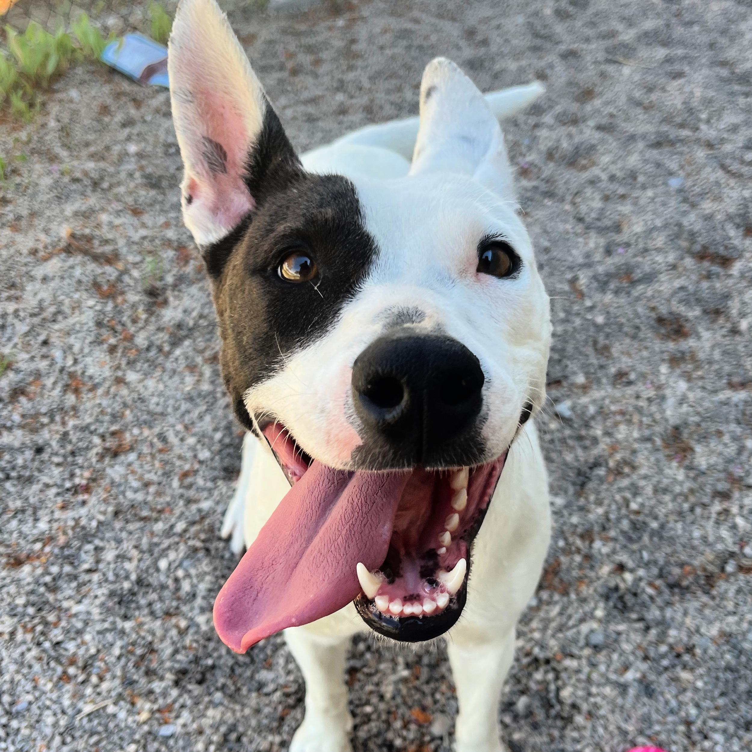 Enlarge Narcissa, a ADOPTABLE mixed breed in Lindon, UT image 5/6