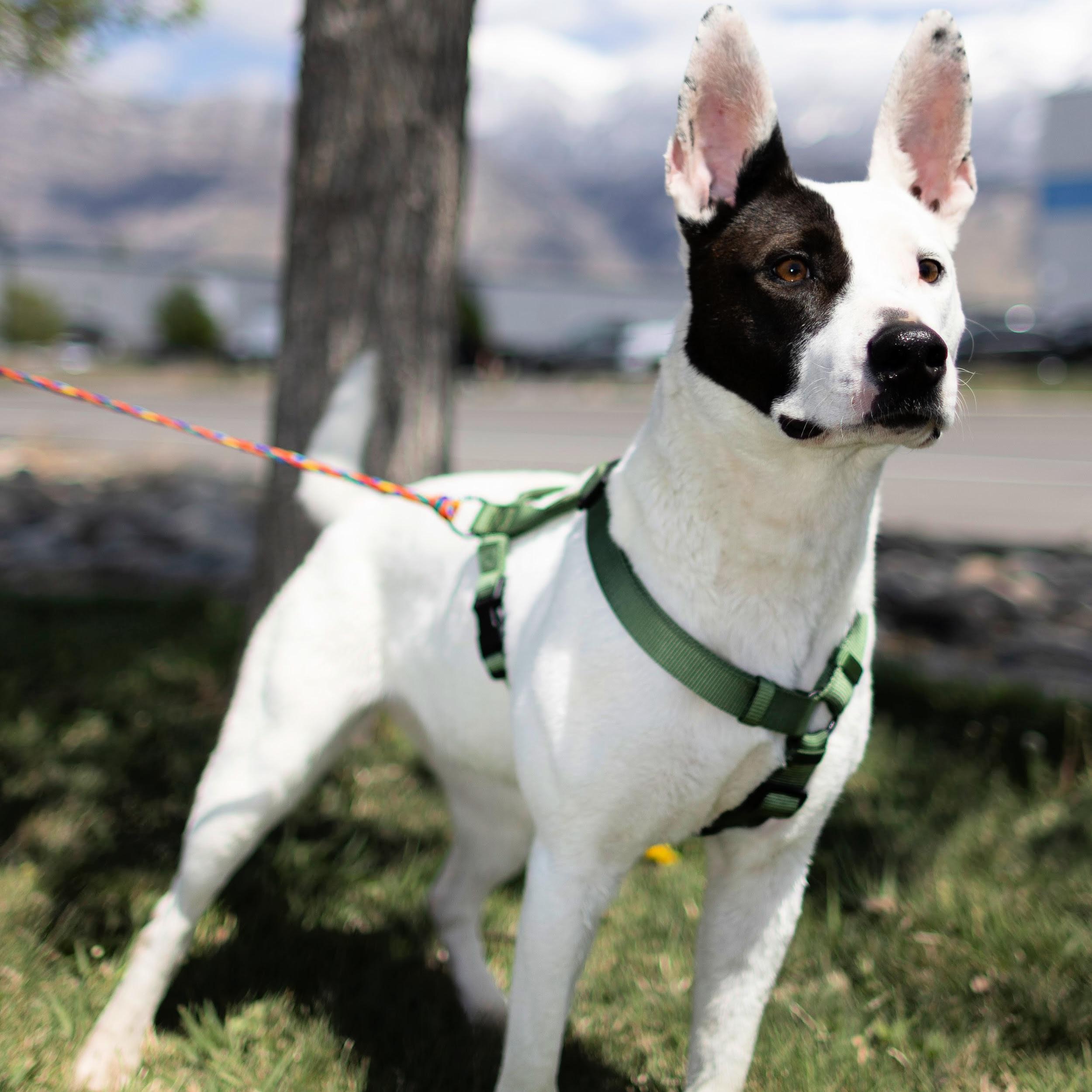 Enlarge Narcissa, a ADOPTABLE mixed breed in Lindon, UT image 6/6