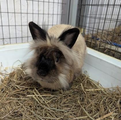 Taffy, Adoptable, Adult Female Bunny Rabbit.