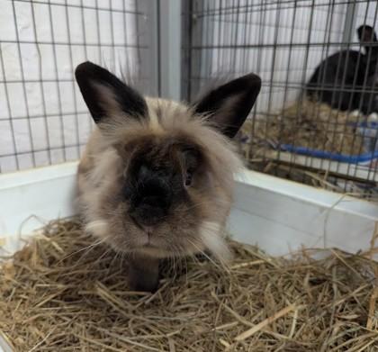 Enlarge Taffy, a Adoptable Bunny Rabbit in Largo, FL image 2/3