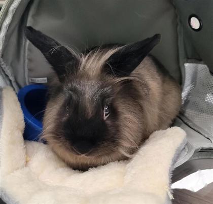 Enlarge Taffy, a Adoptable Bunny Rabbit in Largo, FL image 3/3