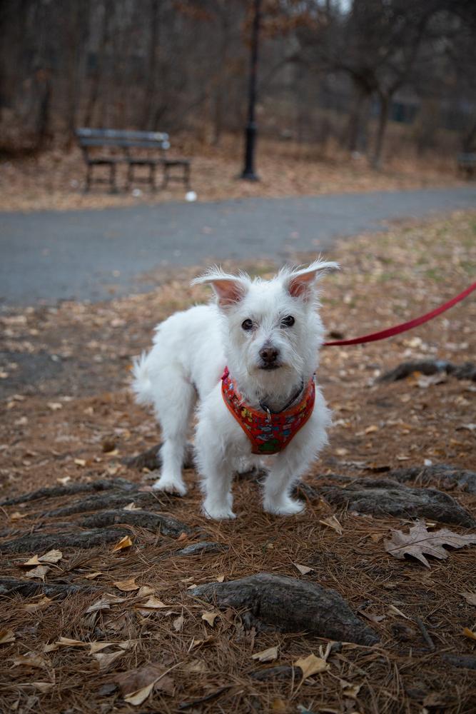 Enlarge Luke, a Adoptable mixed breed in New York, NY image 1/6