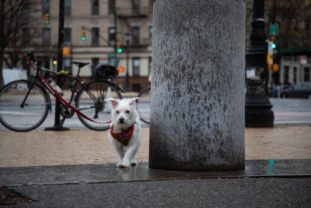 Enlarge Luke, a Adoptable mixed breed in New York, NY image 2/6