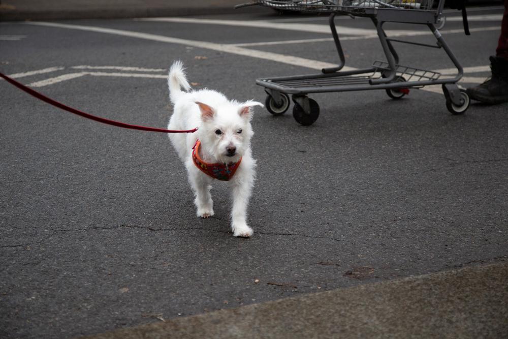 Enlarge Luke, a Adoptable mixed breed in New York, NY image 4/6