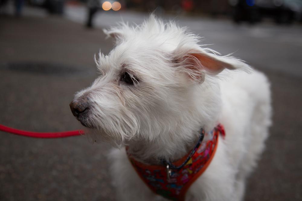 Enlarge Luke, a Adoptable mixed breed in New York, NY image 5/6