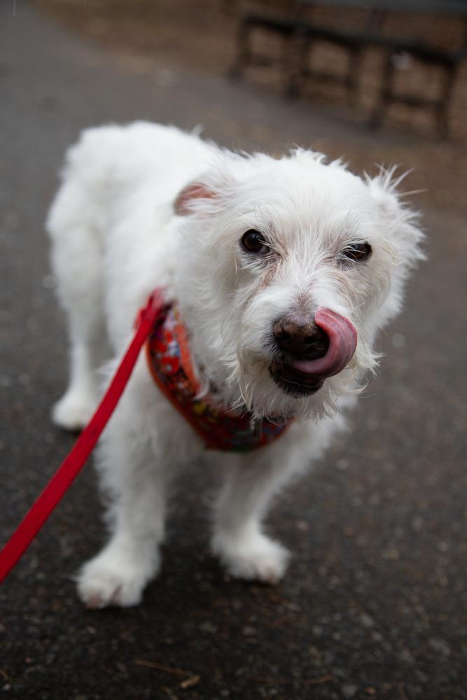 Enlarge Luke, a Adoptable mixed breed in New York, NY image 6/6