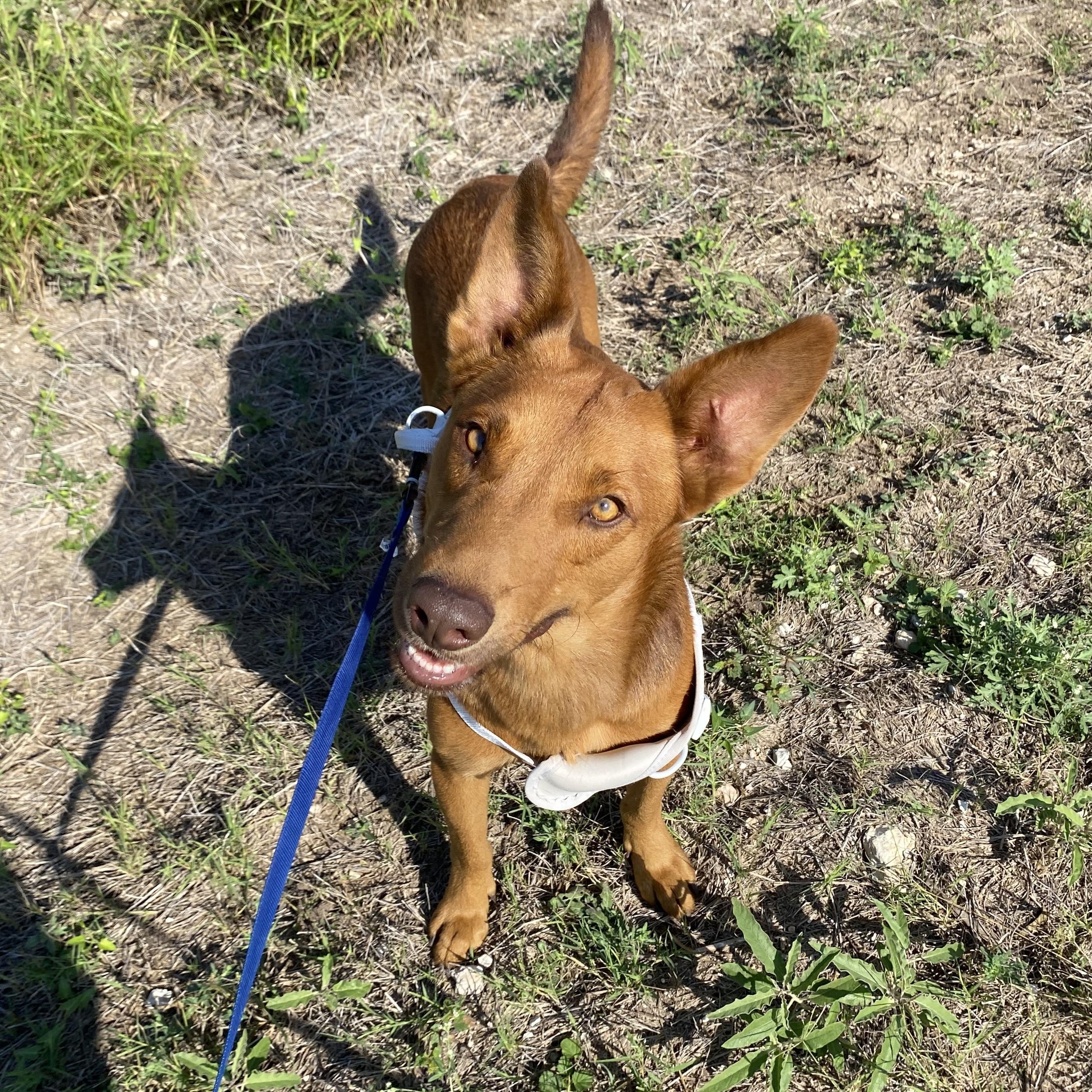 Gerbs — thumbnail 2