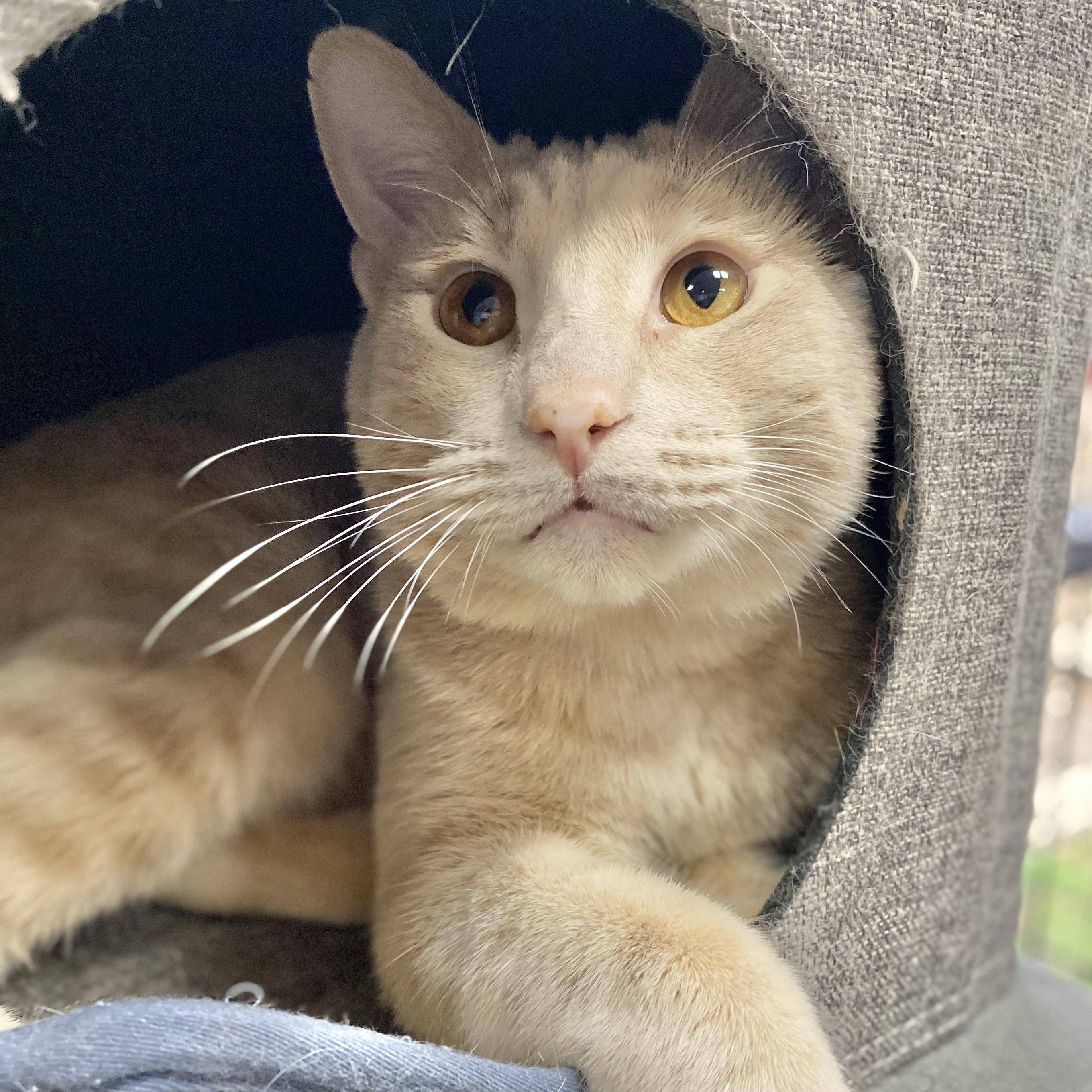 Enlarge Latte, a Adoptable Domestic Short Hair in Collierville, TN image 2/6