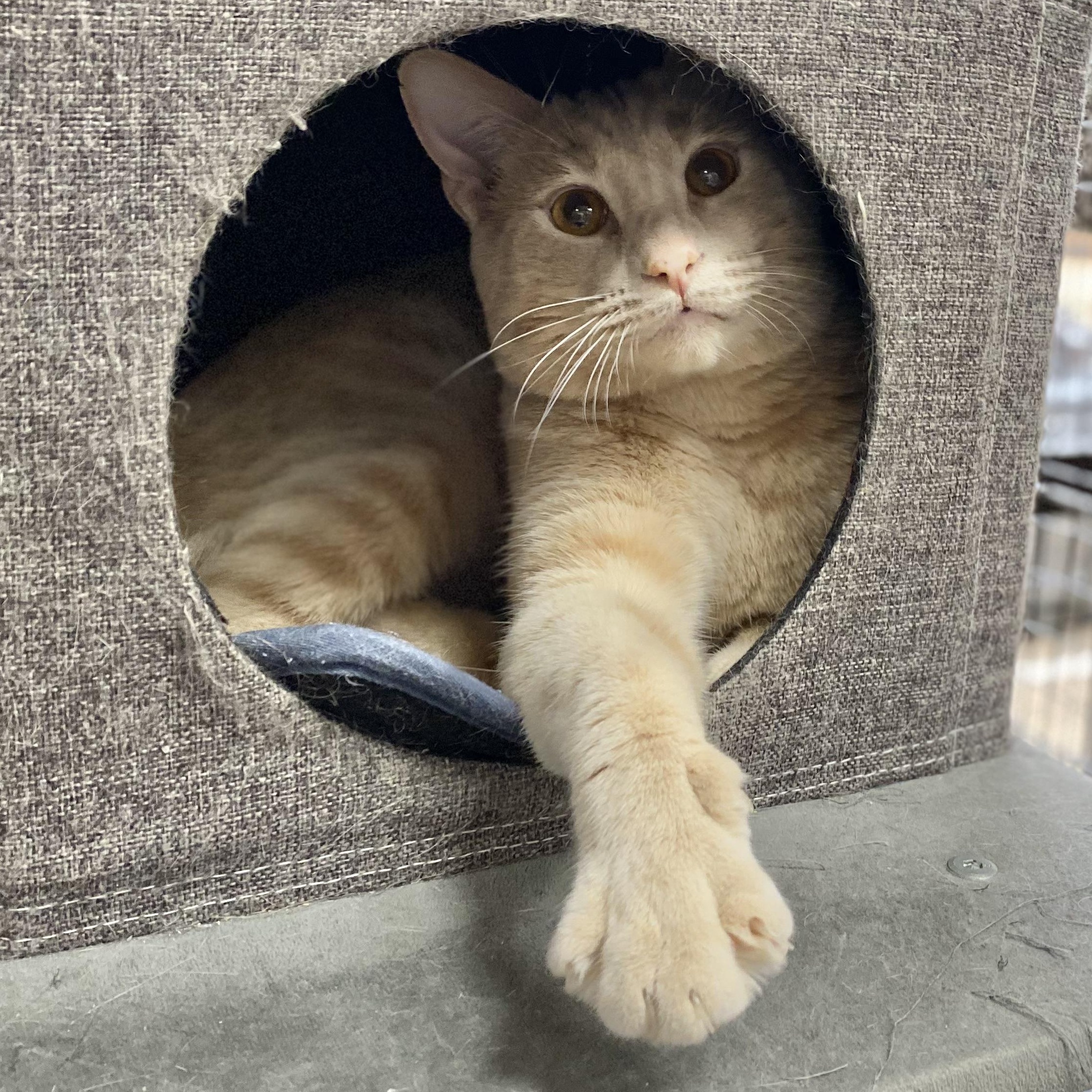 Enlarge Latte, a Adoptable Domestic Short Hair in Collierville, TN image 3/6