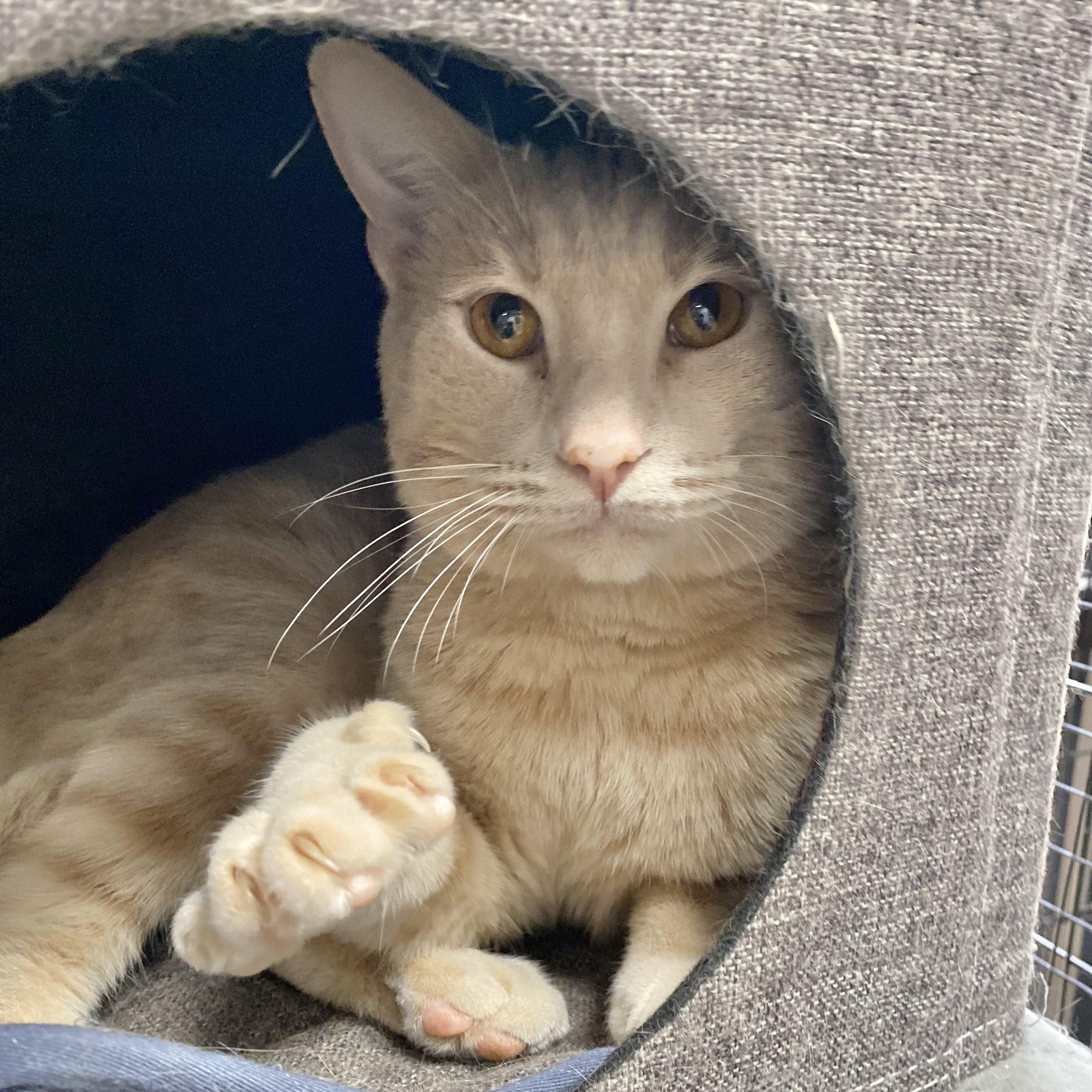 Enlarge Latte, a Adoptable Domestic Short Hair in Collierville, TN image 1/6