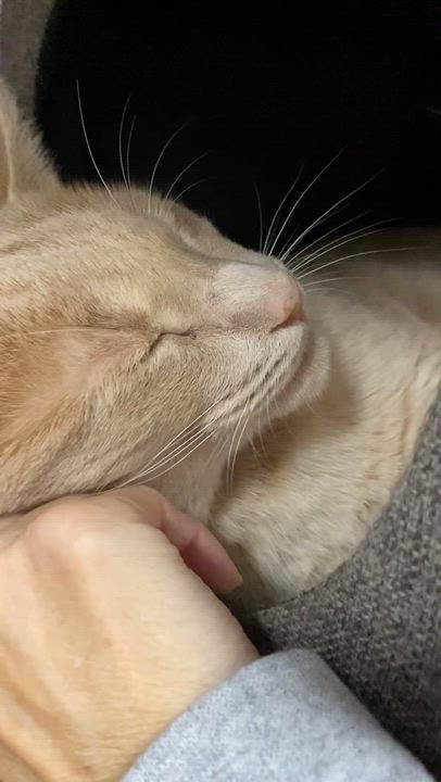 Enlarge Latte, a Adoptable Domestic Short Hair in Collierville, TN video 4/6